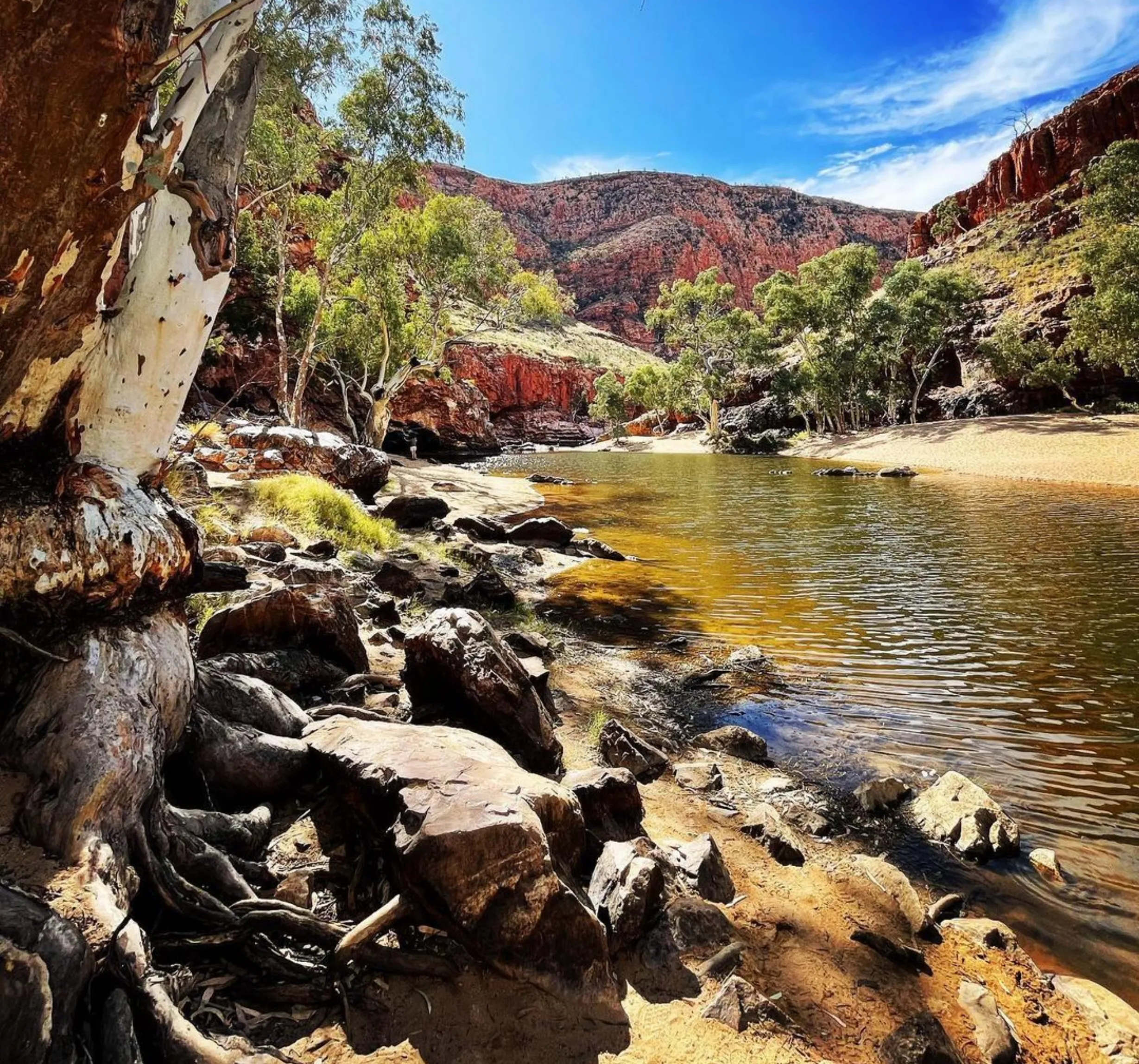 rock wallabies