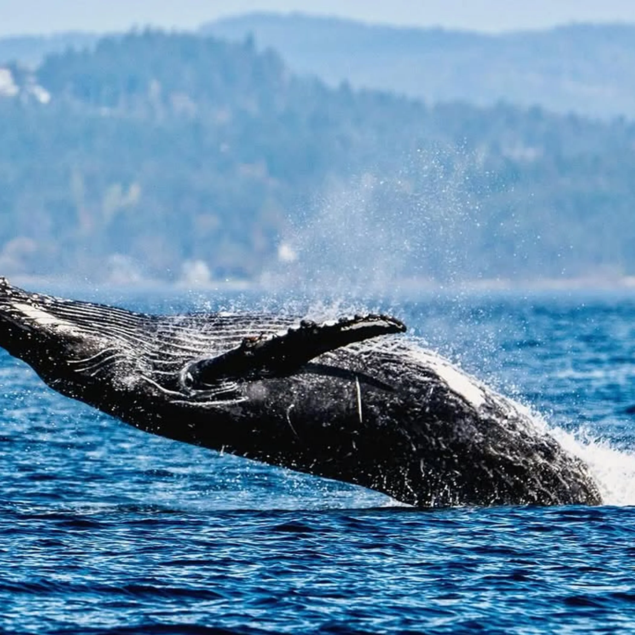 whale breaching near boat