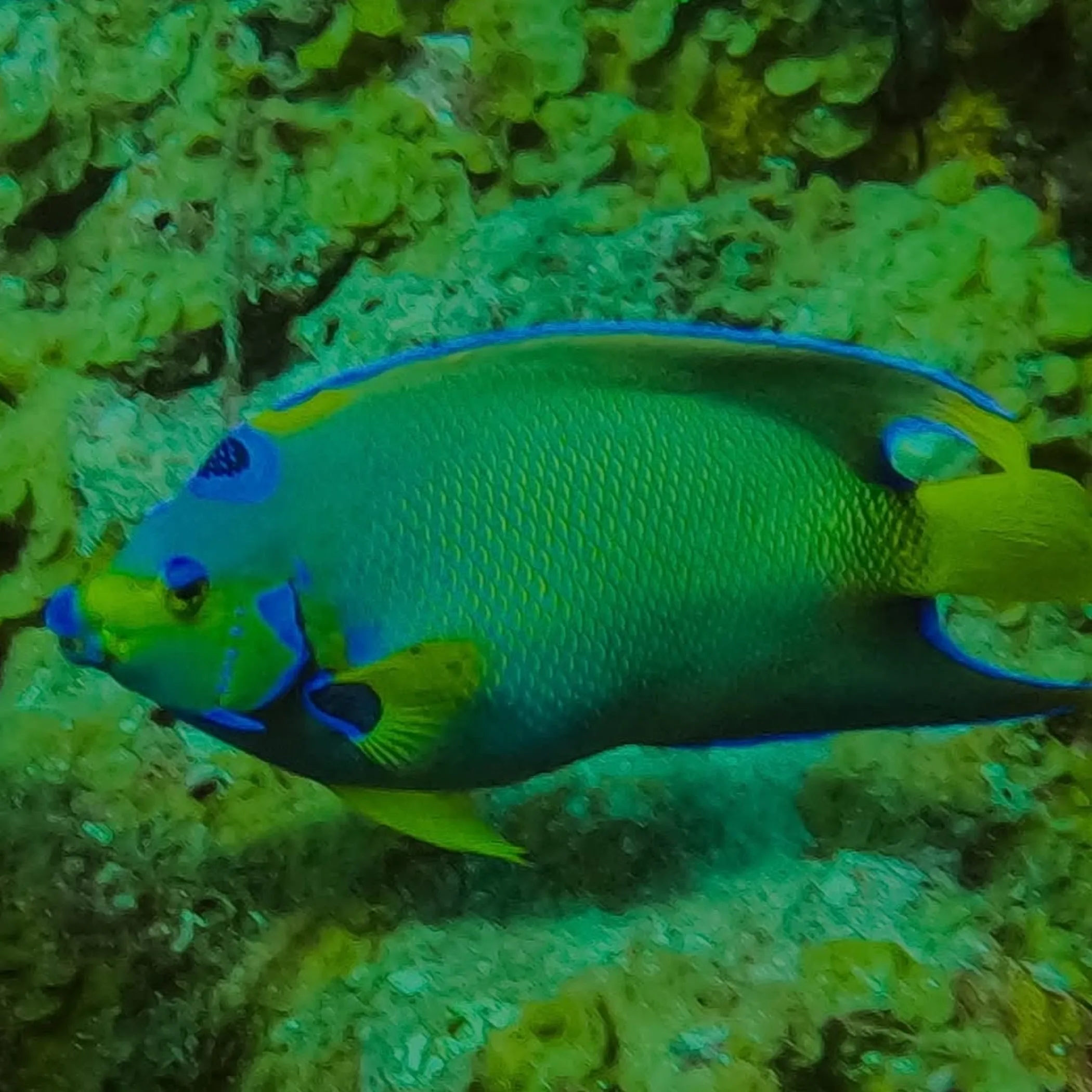 colorful reef fish underwater close-up