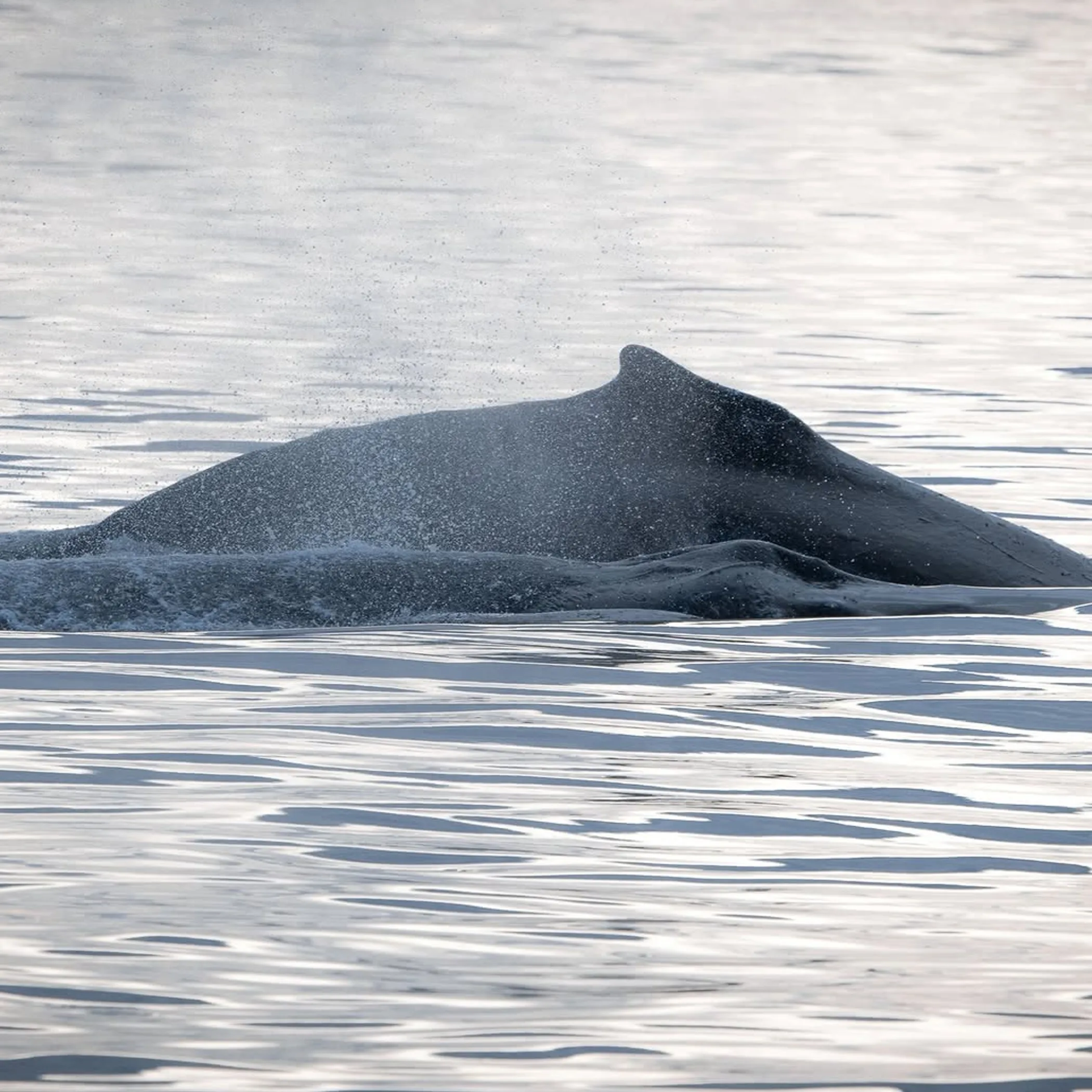 close-up of a whale in water