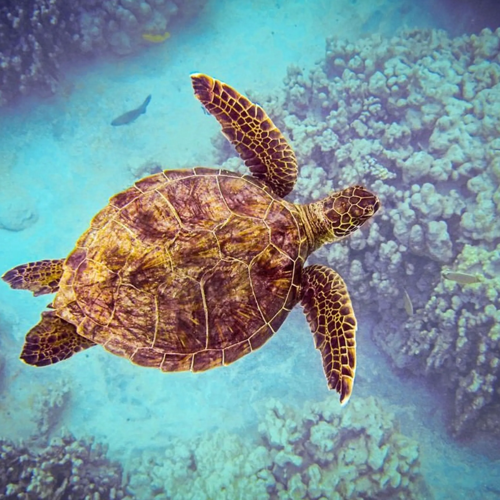clear underwater view of marine life