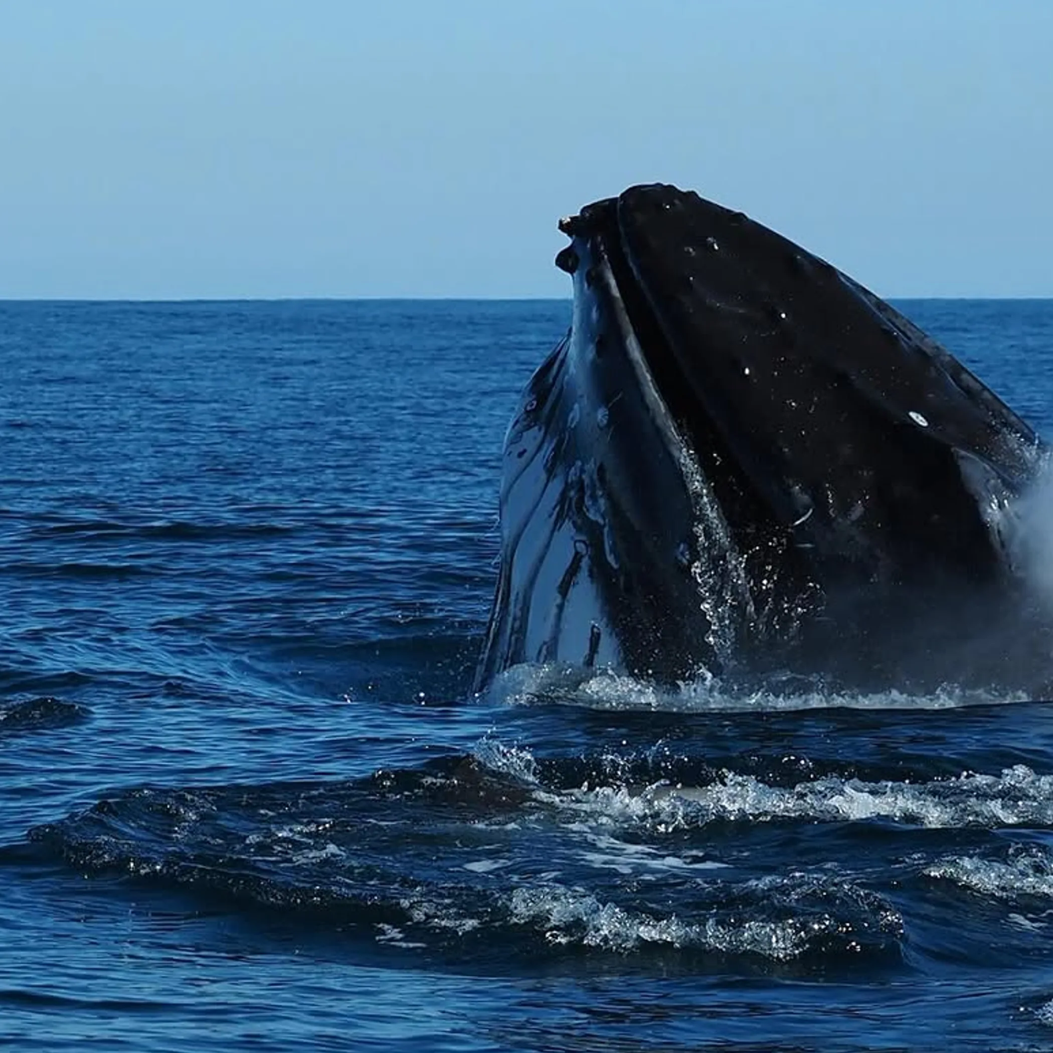 whale swimming in ocean water