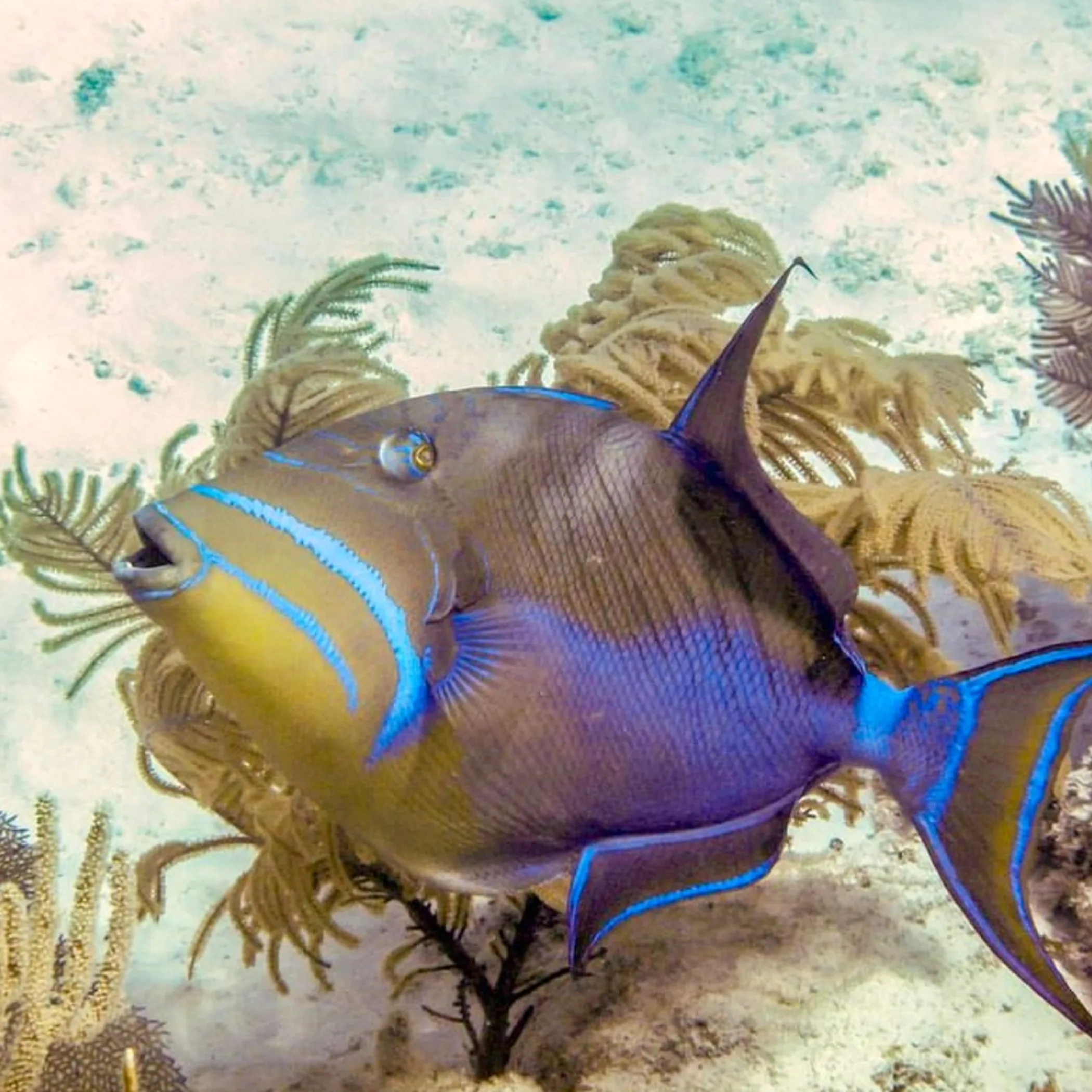 colorful reef fish and coral underwater
