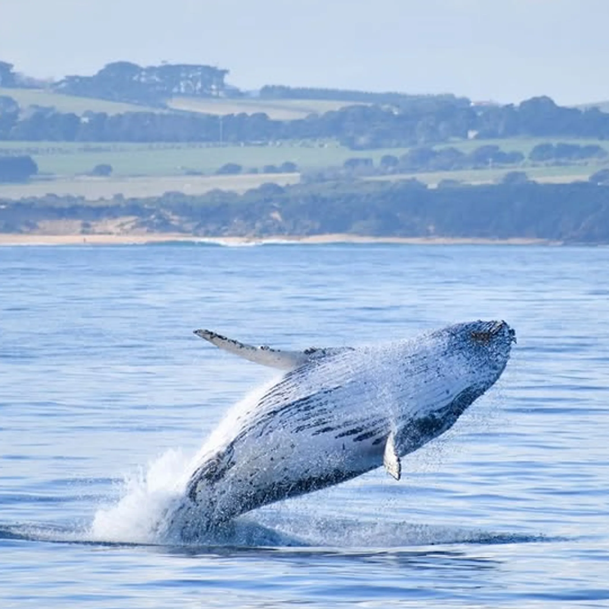 whale watching boat near victoria coast