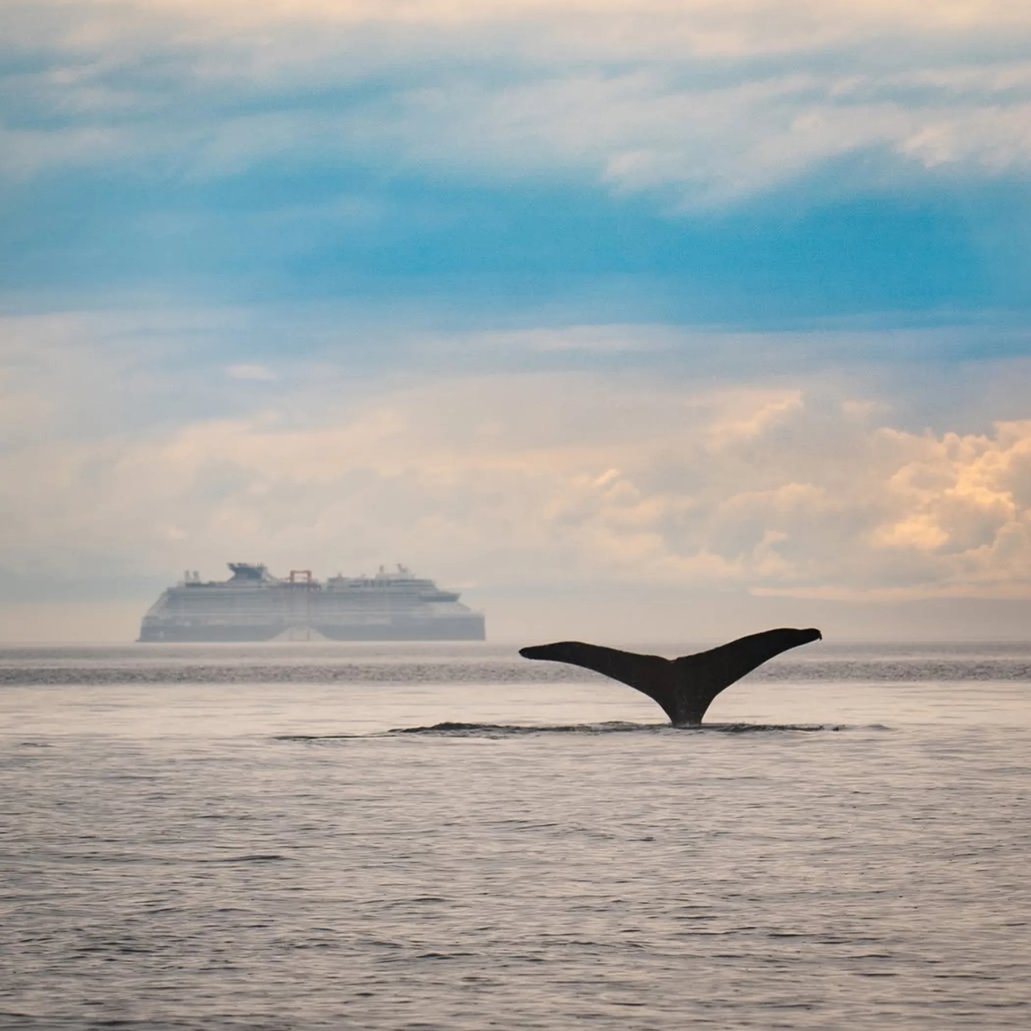 whale breaching near boat